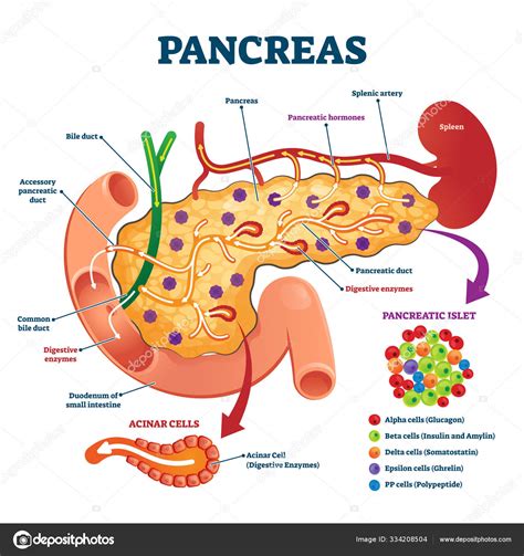 Atac pancreatic la un pacient diabetic
